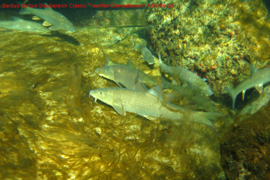 Immersione in fiume austriaco